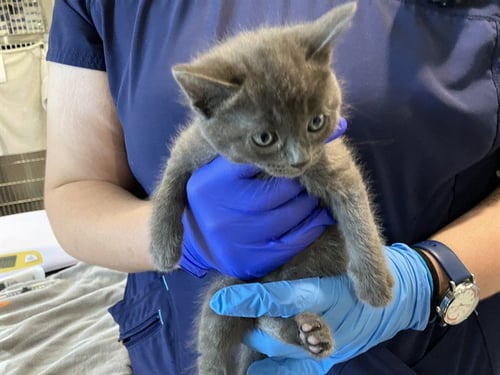 *JANUARY - Domestic Short Hair available for adoption
