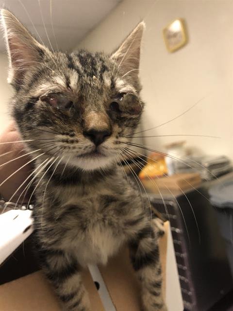 *SAMMI BOY - Domestic Short Hair available for adoption