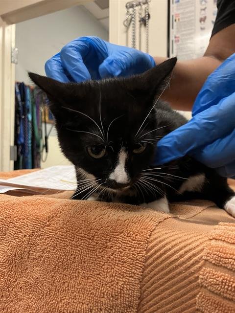 *DOLLY - Domestic Short Hair available for adoption