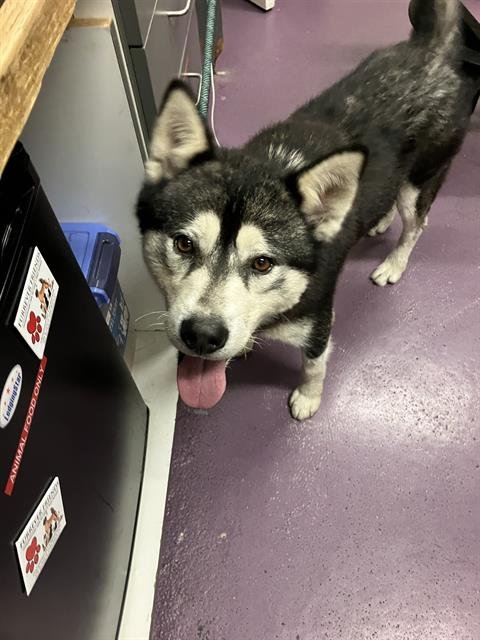 MALO - Siberian Husky available for adoption