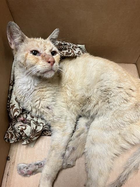*BONKERS - Domestic Short Hair available for adoption