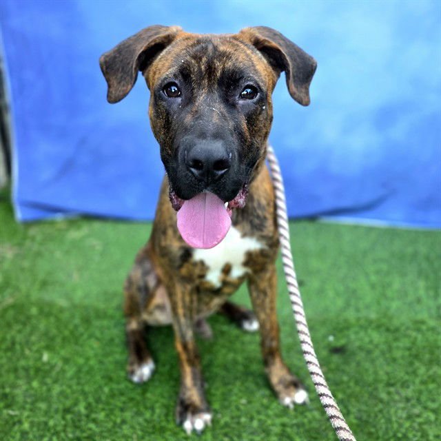 *TRUMPET - Great Dane / Mastiff available for adoption