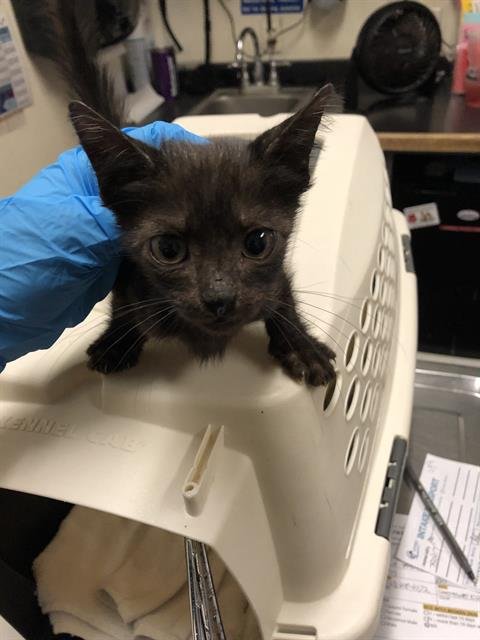 *MOUSE - Domestic Short Hair available for adoption