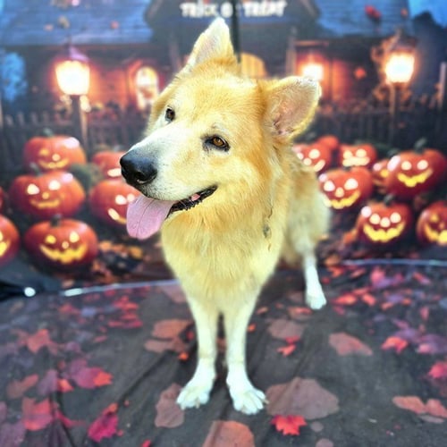 *STERLING - German Shepherd Dog / Chow Chow available for adoption