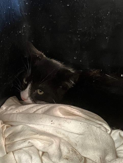 *SMOKEY - Domestic Short Hair available for adoption