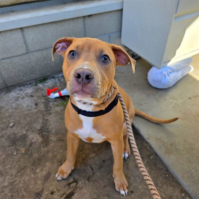 *TOAST - Pit Bull Terrier available for adoption