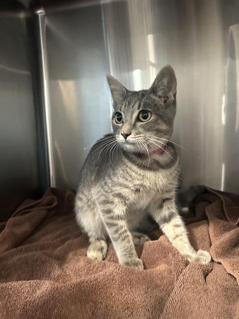 *YAZMINE - Domestic Short Hair available for adoption