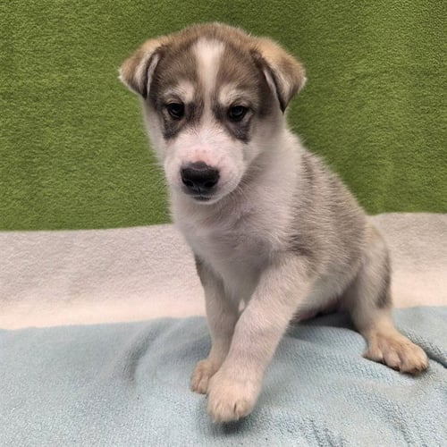 *GOOSE - Husky available for adoption