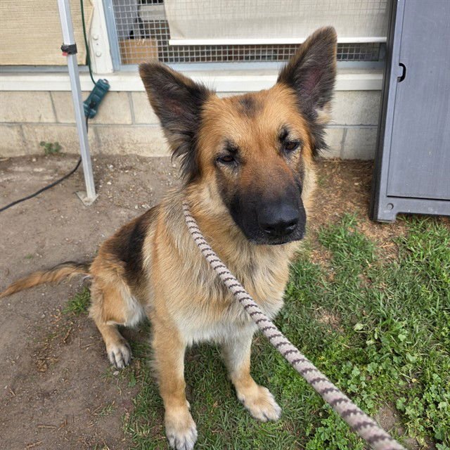 *LILAC - German Shepherd Dog available for adoption