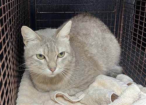 MOO MOO - Domestic Short Hair available for adoption