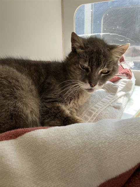 *NANA - Domestic Short Hair available for adoption