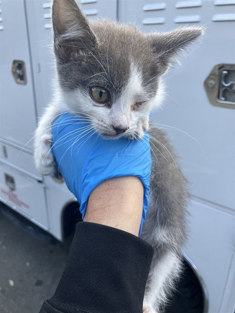 *HAGRID - Domestic Short Hair available for adoption