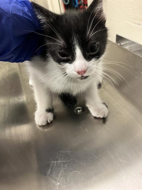 *LEONARDO - Domestic Short Hair available for adoption