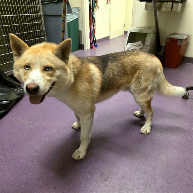 *MONTY - Siberian Husky available for adoption