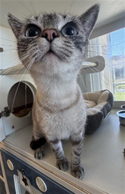 *BELLA - Siamese available for adoption