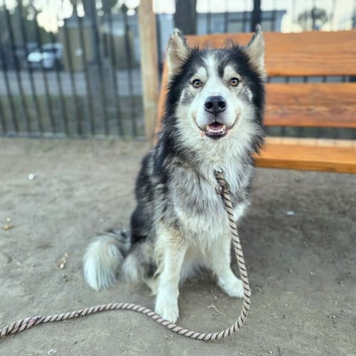 NINJA - Siberian Husky available for adoption