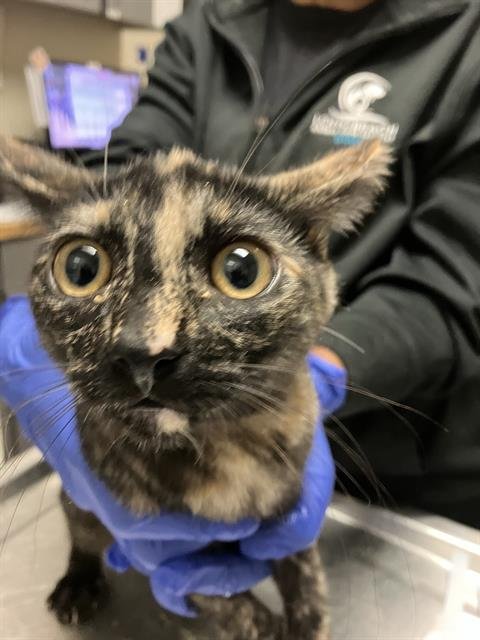 *GAIA - Domestic Short Hair available for adoption