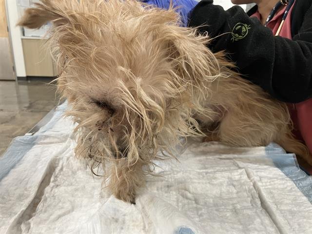 BENNY - Terrier / Yorkshire Terrier Yorkie available for adoption