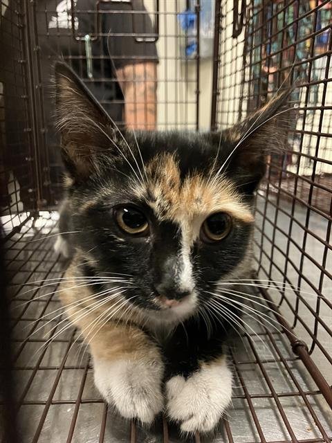 *BIP - Domestic Short Hair available for adoption