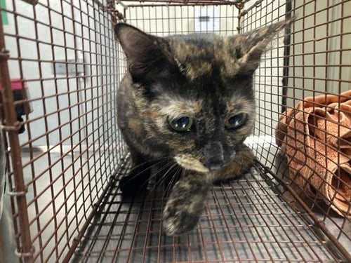 *ROSALINA - Domestic Short Hair available for adoption