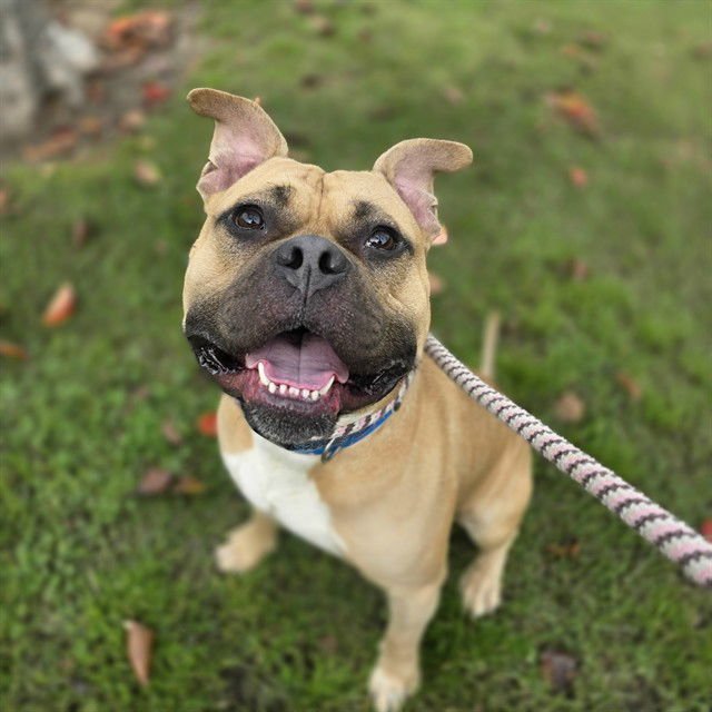 LUCIANO - Labrador Retriever / Pit Bull Terrier available for adoption