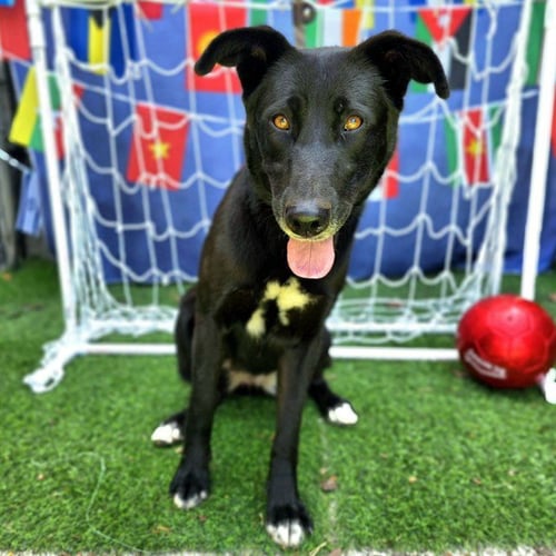 *PRIMROSE - Labrador Retriever available for adoption