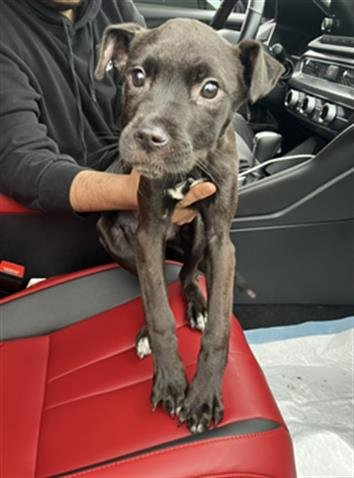 *CECE - Pit Bull Terrier available for adoption