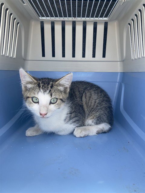 *HECTOR - Domestic Short Hair available for adoption