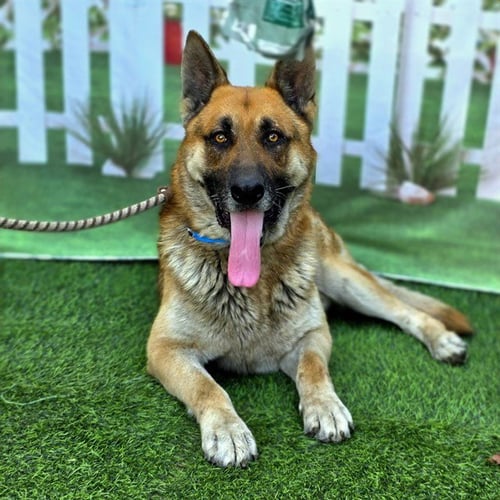 *CAPTAIN STUBING - German Shepherd Dog available for adoption