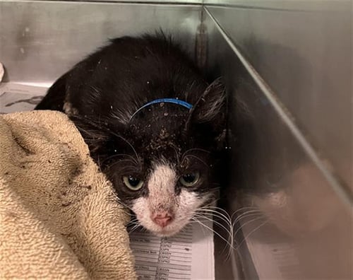 A766138 - Domestic Short Hair available for adoption