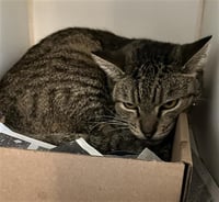 *CHERRY - Photo 1