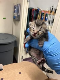 *AANG - Photo 1