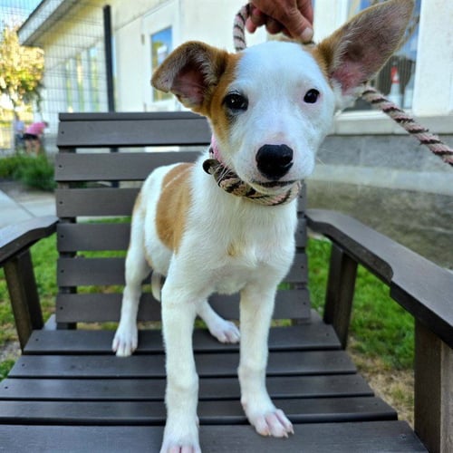 *FAWN - Basenji / Siberian Husky available for adoption