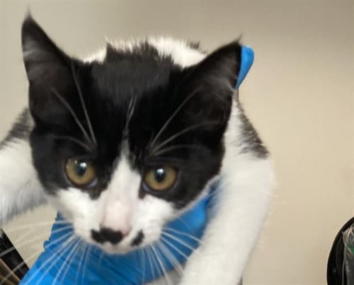 *IGRAINE - Domestic Short Hair available for adoption