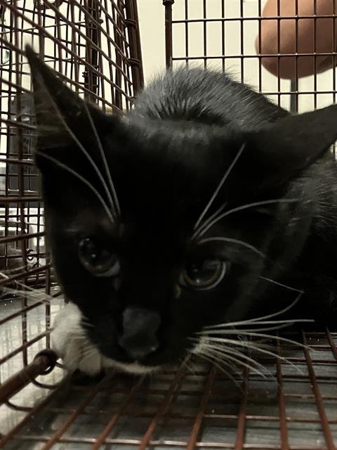 *ZOOP - Domestic Short Hair available for adoption