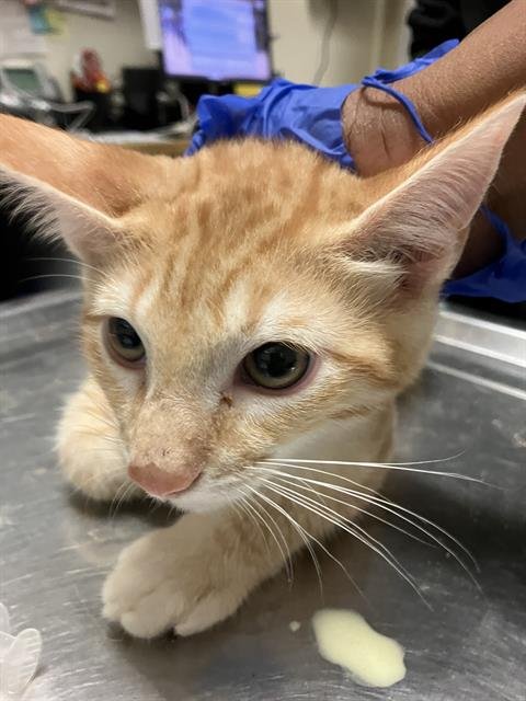 *CHUCKIE - Domestic Short Hair available for adoption