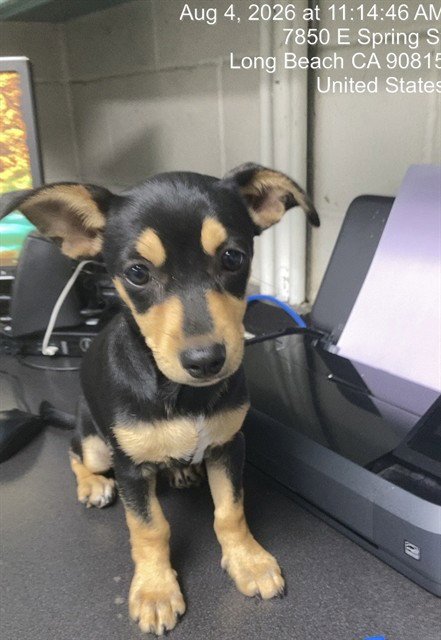 *CASH - Chihuahua available for adoption