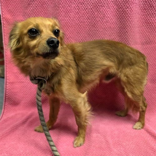 *MIGHTY - Chihuahua available for adoption
