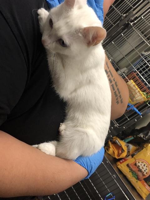 *MISSY - Domestic Short Hair available for adoption