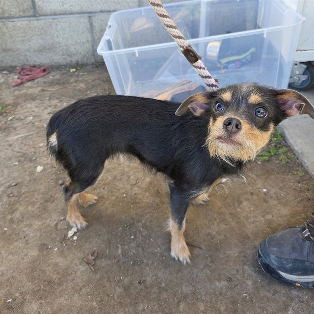 *PAPAYA - Terrier available for adoption