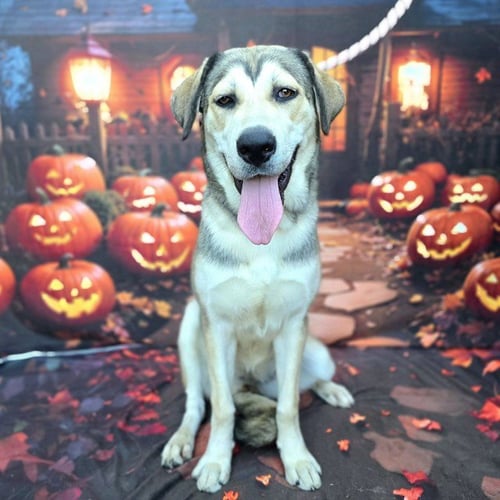 *AMBERLYN - Siberian Husky / Labrador Retriever available for adoption