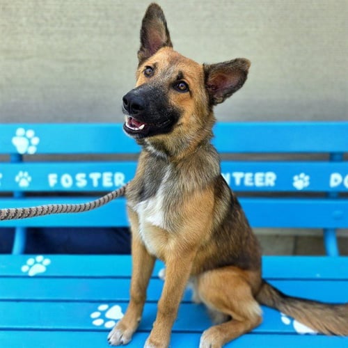 *BRADSON - German Shepherd Dog available for adoption