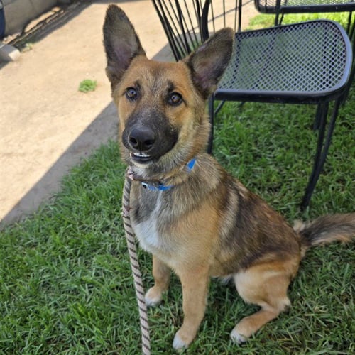 *BRADSON - German Shepherd Dog available for adoption