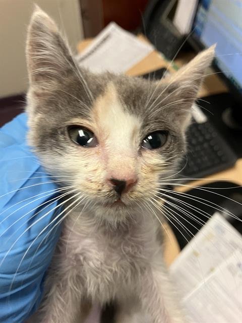 *PEACHES - Domestic Short Hair available for adoption