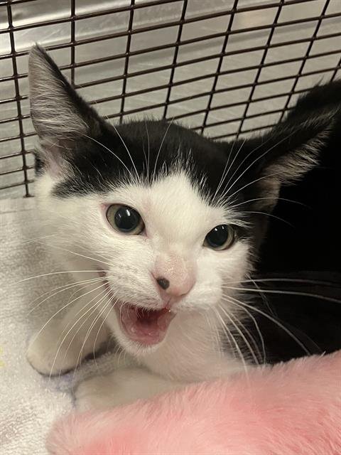 *PISTACHIO - Domestic Short Hair available for adoption