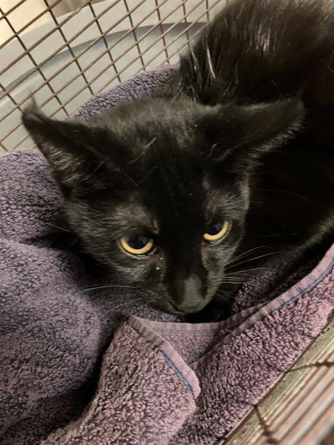 SWEETIE PIE - Domestic Short Hair available for adoption