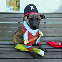 *PETEY - Photo 1