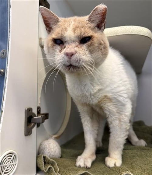 *JONAS - Domestic Short Hair for adoption in Long Beach
