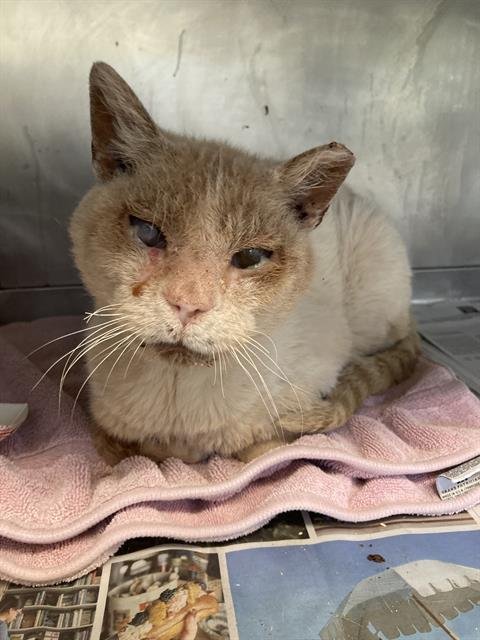 *JONAS - Domestic Short Hair available for adoption