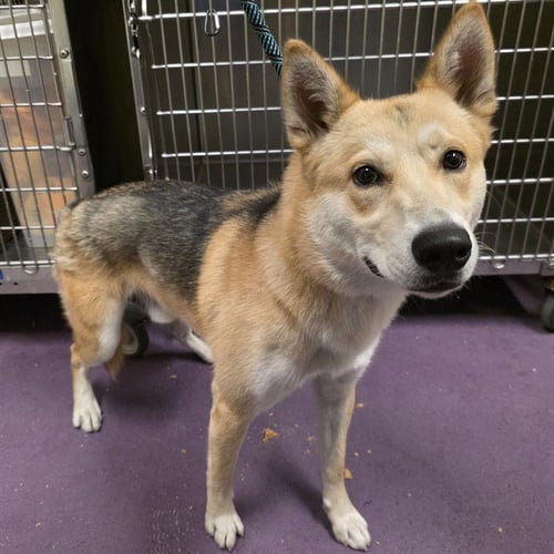 *CHALI - Siberian Husky / German Shepherd Dog available for adoption